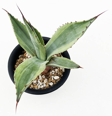 アガベ　オバティホリア &rdquo;キラー&rdquo;