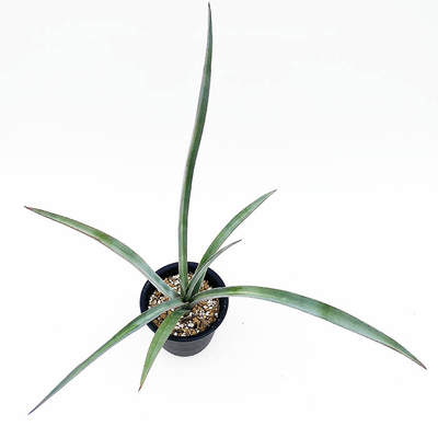 アガベ　ユッカホリア