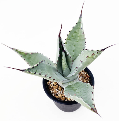 アガベ　テマカプリネンシス