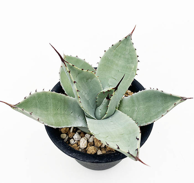 アガベ　パルリ・パルリ　(チワワ)