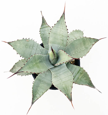 アガベ　パルリ・トルンカータ