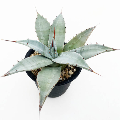 アガベ　アプラナータ