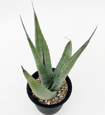 アガベ　アベラニデンス