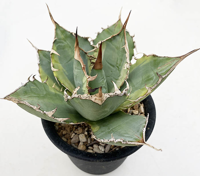 アガベ　 オテロイ黄覆輪 &rdquo;バナナピール&rdquo;