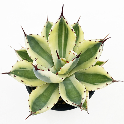 アガベ　&rdquo;スーパー クラウン&rdquo;