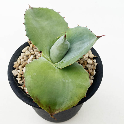 アガベ　ポタトラム &rdquo;ロータスリーフ&rdquo;