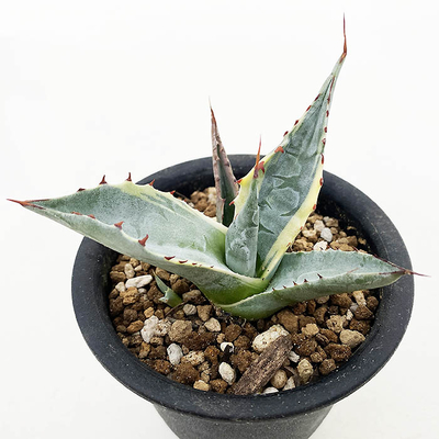 アガベ　オバティサナ &rdquo;シースター&rdquo;