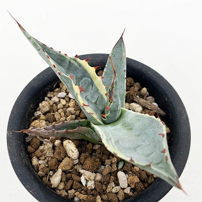 アガベ オバティサナ　シースター　大株 アガベ オバティサナ ”シースター” | ネットショップ・アガベ