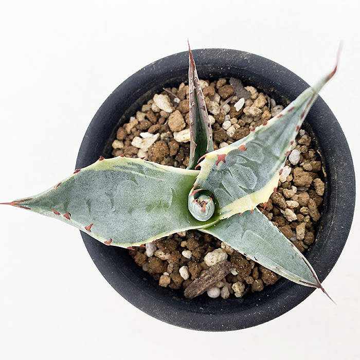 アガベ オバティサナ ”シースター” | ネットショップ・アガベ