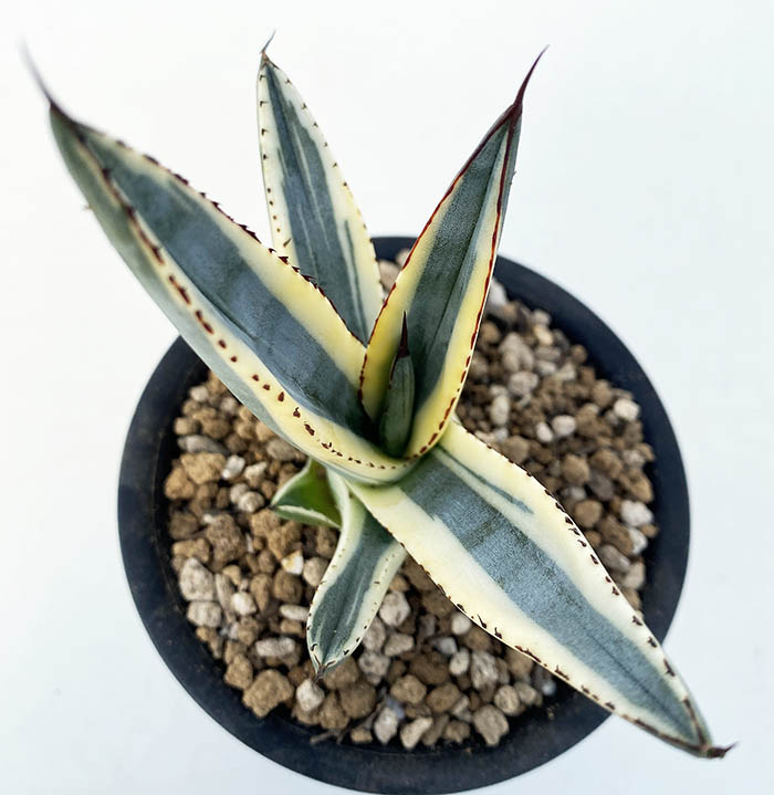 アガベ ニッケリーマ”グレートホワイトシャーク”PP32.484 | ネット
