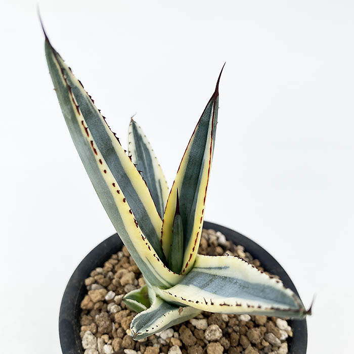 アガベ ニッケリーマ”グレートホワイトシャーク”PP32.484 | ネット