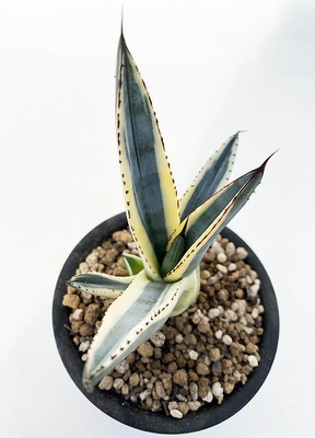 アガベ ニッケリーマ”グレートホワイトシャーク”PP32.484 | ネット