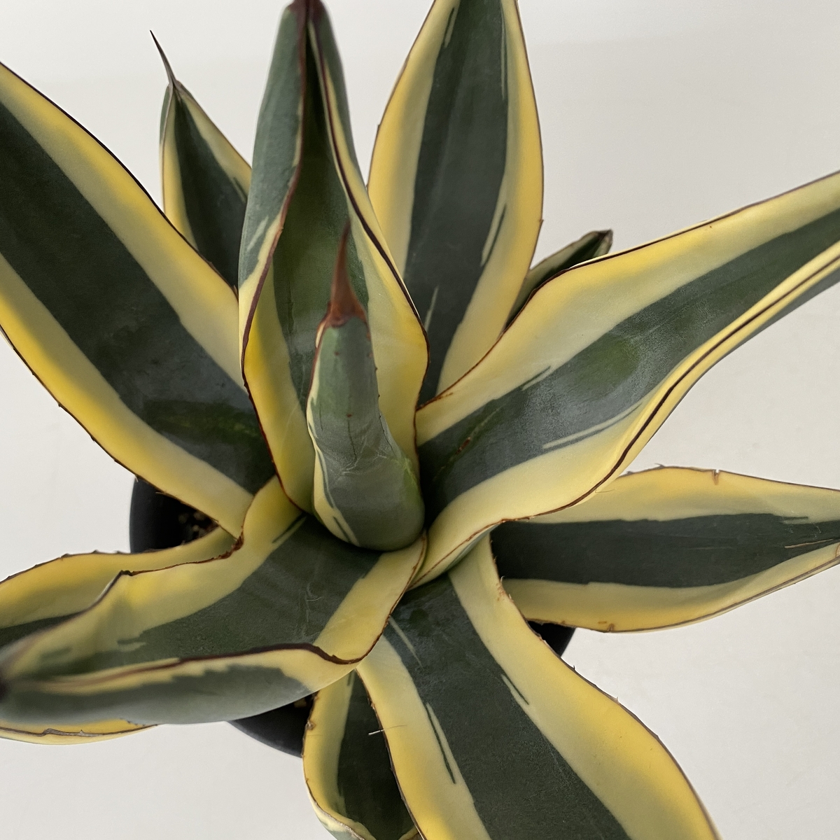 アガベ ニッケリーマ”グレートホワイトシャーク”PP32.484 | ネット