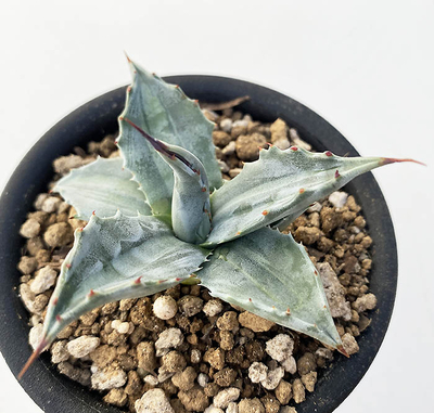 アガベ　モンタナ&rdquo;ライムフレッシュ&rdquo;