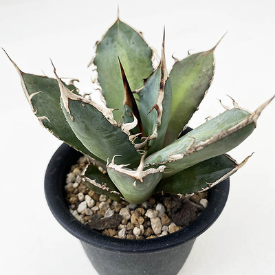 アガベ　オテロイ &rdquo;ミーンストリーク&rdquo;