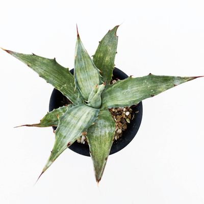 アガベ　デサーティ・シンプレックス &rdquo;スノー デビル&rdquo;　