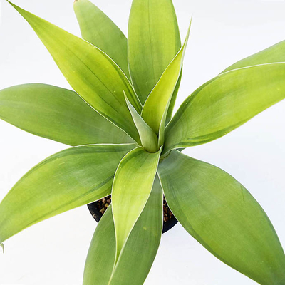 アガベ　アテヌアータ &rdquo;カラツ ストライプ&rdquo;（季節斑）