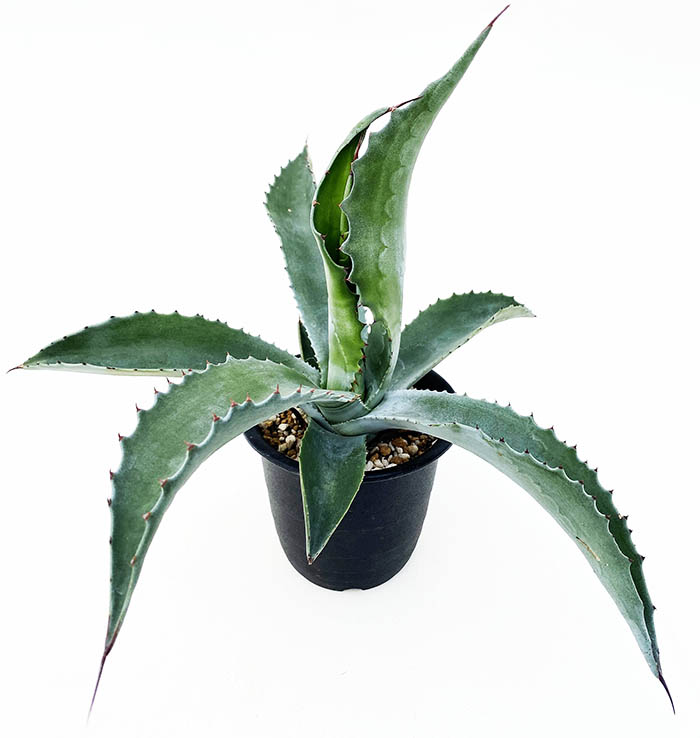 アガベ サルミアナ・フェロックス ”ローガン・カルホーン” | ネット