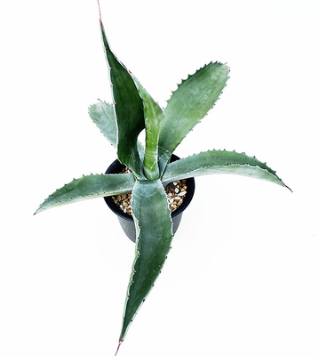 アガベ サルミアナ・フェロックス ”ローガン・カルホーン” | ネット