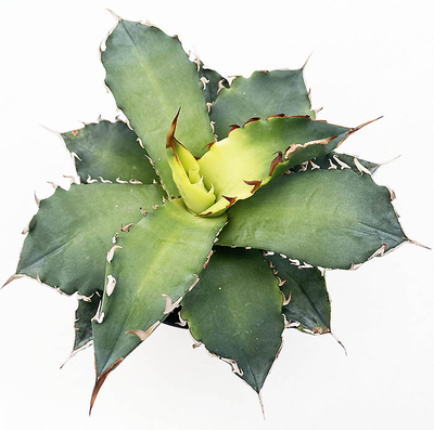 アガベ　オテロイ &rdquo;サンバースト&rdquo;（季節斑）