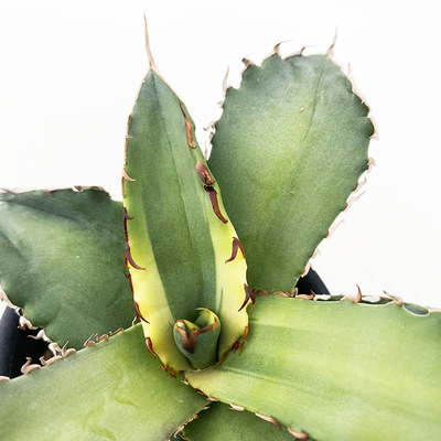 アガベ　オテロイ  &rdquo;ゲンリュウ&rdquo; （季節斑）