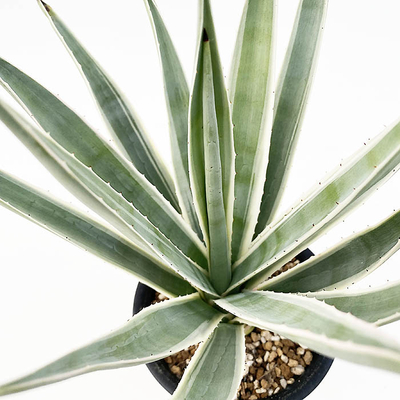 アガベ　ビビパラ白覆輪