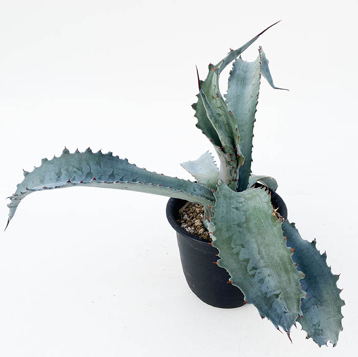 特大‼️ アガベ プロトアメリカーナ ファンキートゥース　 耐寒性有り アガベ プロトアメリカーナ ”ファンキートゥース” | ネットショップ