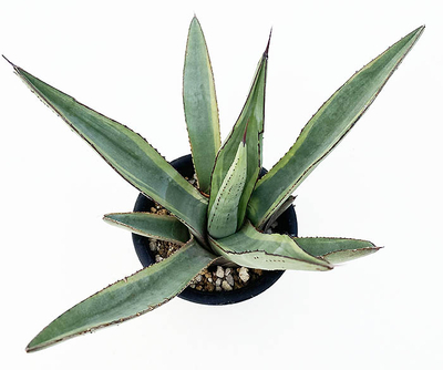 アガベ　ニグラ &rdquo;シャークバイト&rdquo;