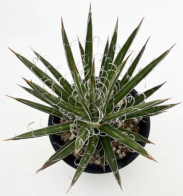 アガベ　レオポルディ