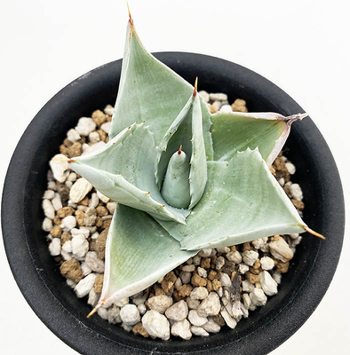 アガベ　オバティホリア