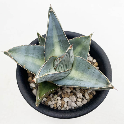 アガベ　プミラ