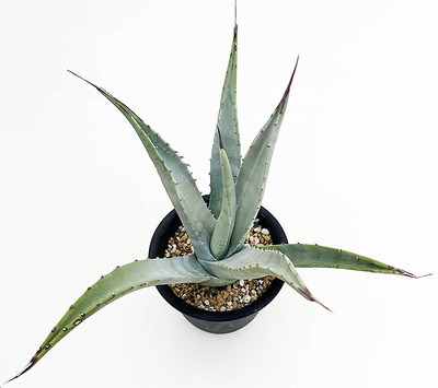 アガベ　ディサーティ・ディサーティ