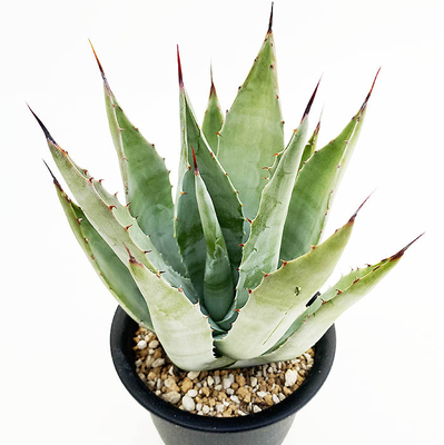 アガベ　セバスティアナ