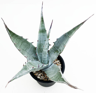 アガベ　ギガンテンシス