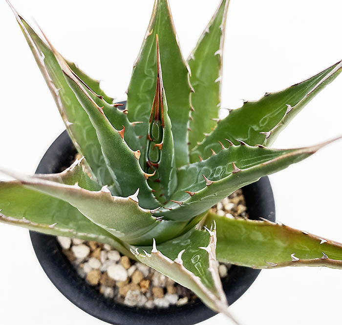 y*u様 アガベ モンタナ アガベ・モンタナ｜Agave montana | DESERT INC.