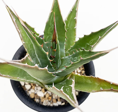 アガベ  モンタナ