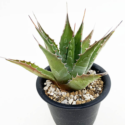 アガベ モンタナ | ネットショップ・アガベ