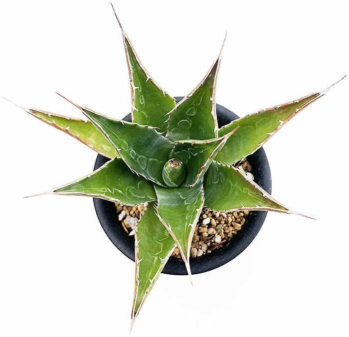 アガベ モンタナ | ネットショップ・アガベ