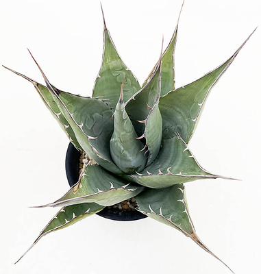 アガベ　パラサナ