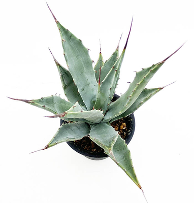 アガベ サブシンプレックス | ネットショップ・アガベ