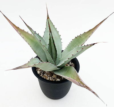 アガベ　オバティホリア