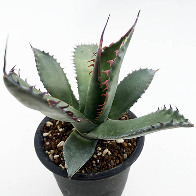 アガベ　シャウイー・シャウイー