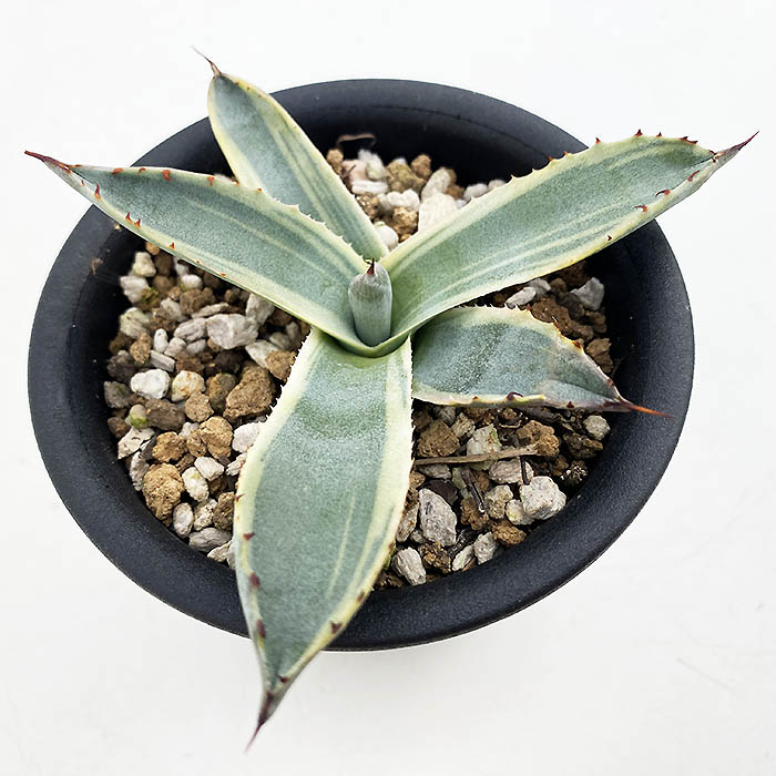 アガベ パルリ ”ラッキー ストライプ” | ネットショップ・アガベ