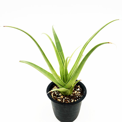 アガベ　ブラックテオーサ