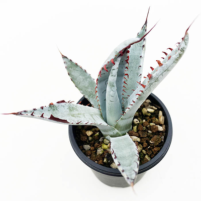 アガベ　パルメリー &rdquo;屈原の舞扇&rdquo;