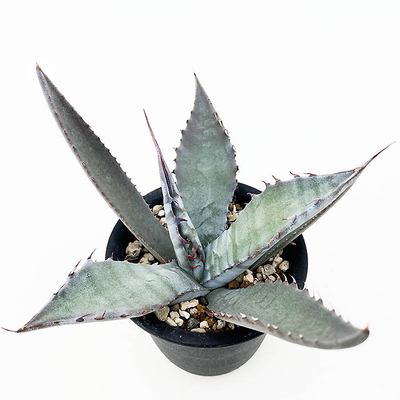 アガベ　アトロビレンス・アトロビレンス
