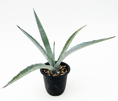 アガベ　フォークロイデス