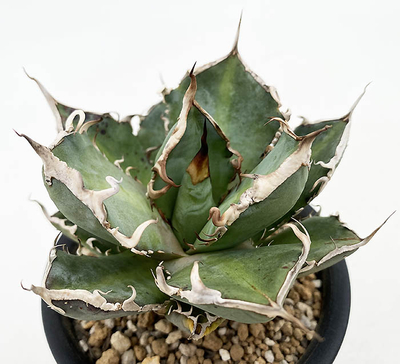 アガベ　オテロイ &rdquo;ミーンストリーク&rdquo;