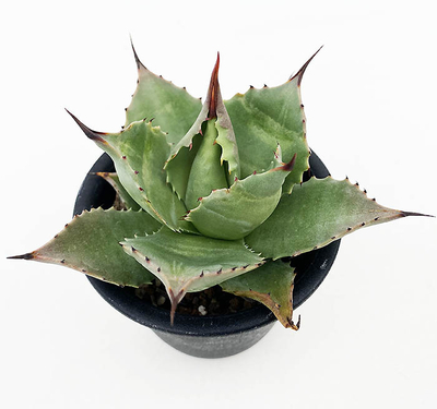 アガベ　サロマニー　（旧 SP. "マグニフィカ）