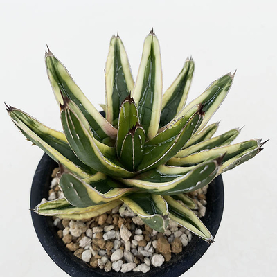 アガベ　ビクトリア・レジーナ &rdquo;フランソワ・アイボリー&rdquo;